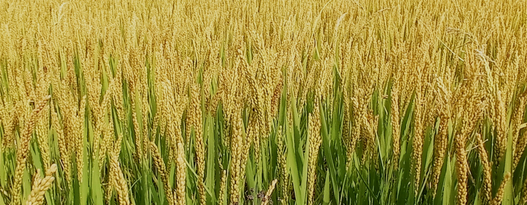 Un campo di riso a Cassolnovo